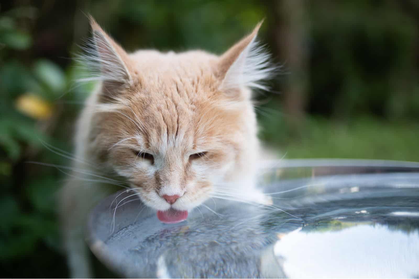 cat drinking water from a bucket