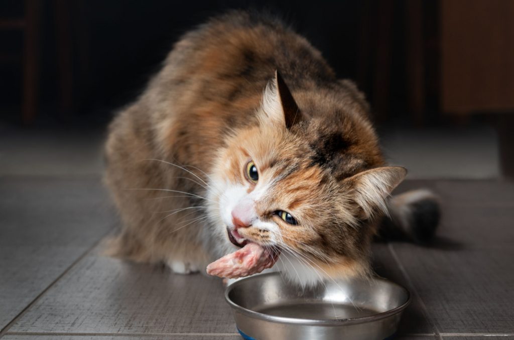 Can Cats Eat Lamb Meat? Yummy Cat Menu