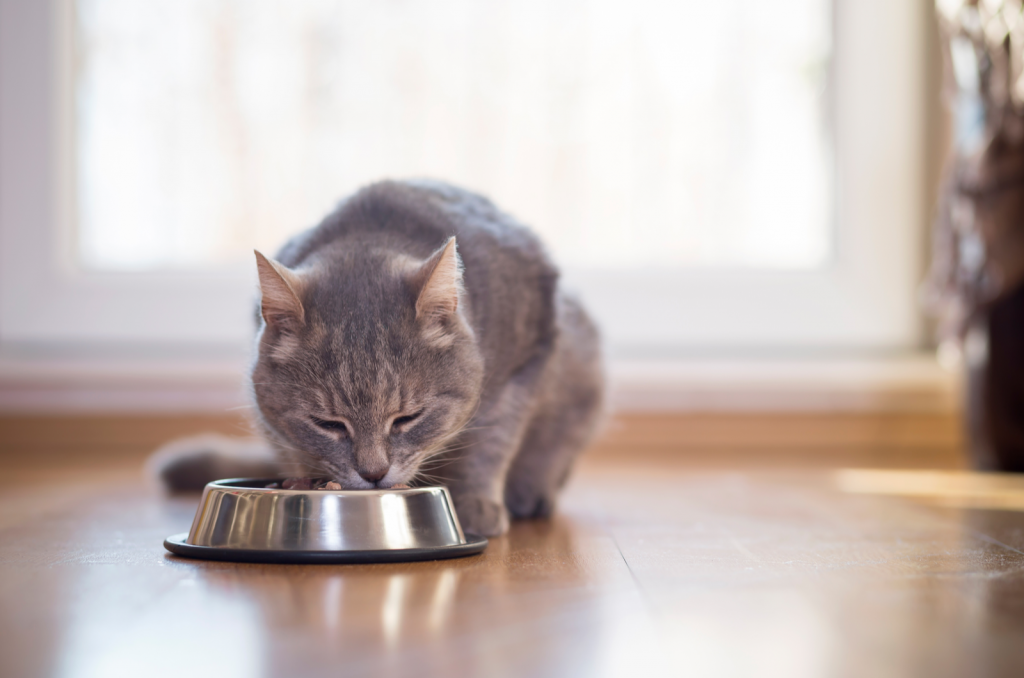 Cat Not Eating Much But Acting Normal 7 Reasons Why