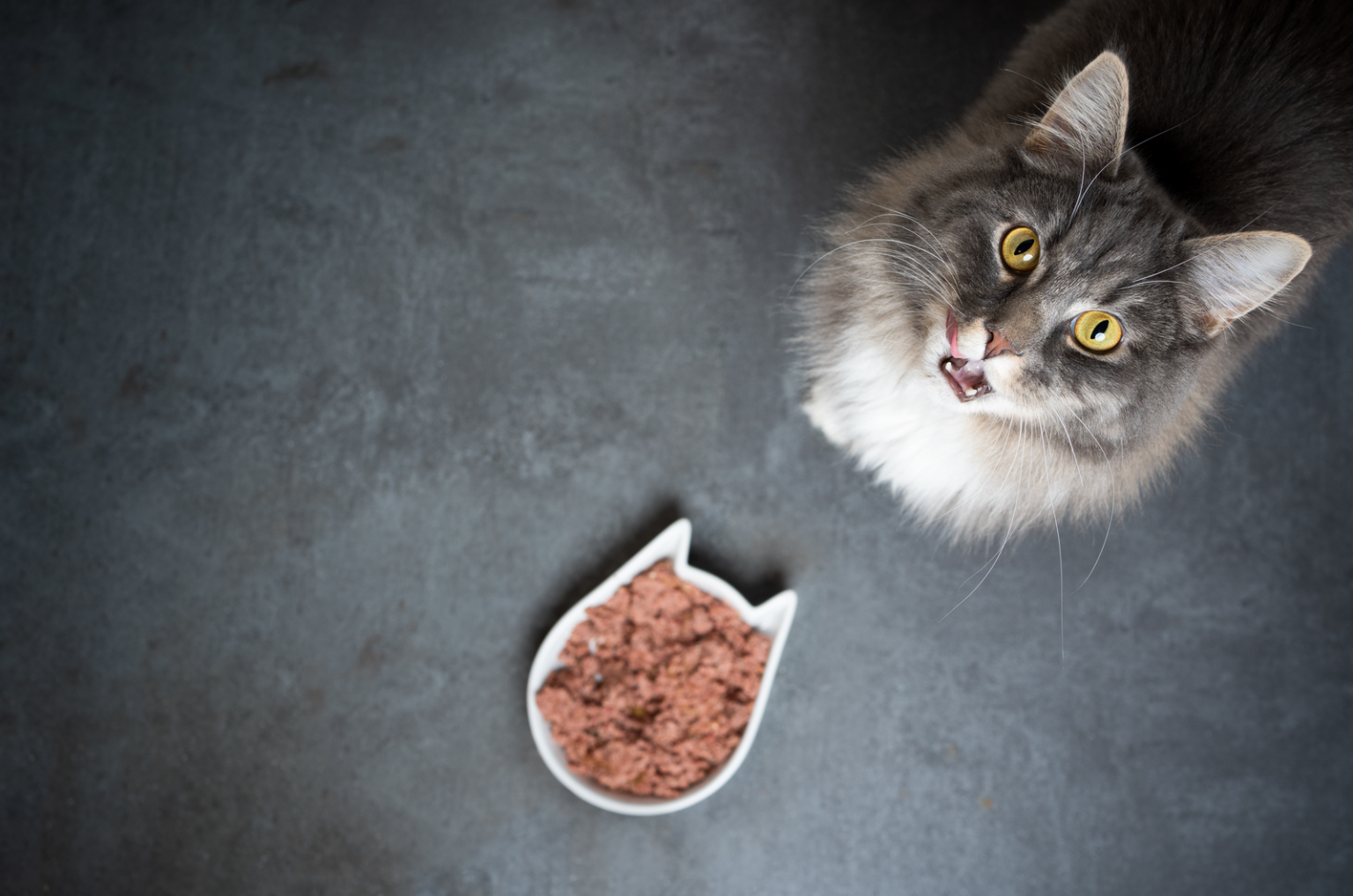 Cat Not Eating Much But Acting Normal 7 Reasons Why