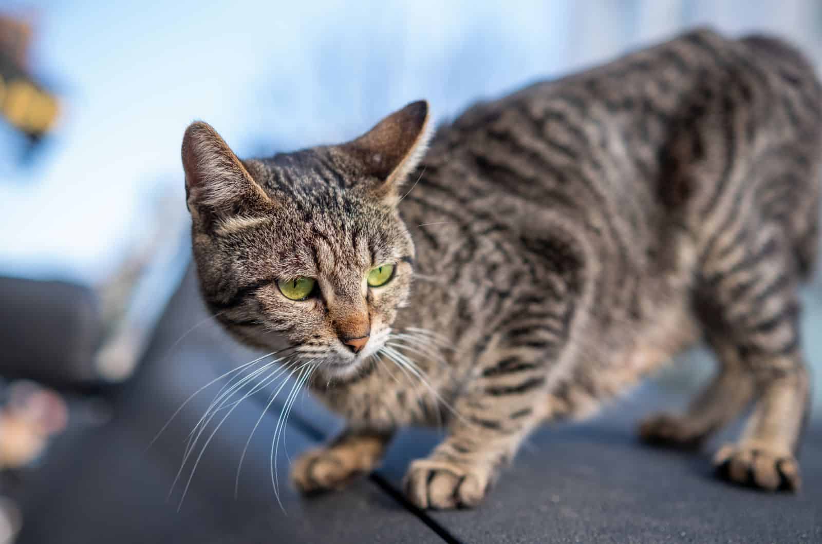 cat on table