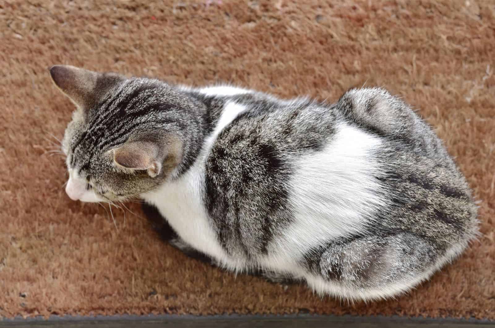cat sitting on a doormat