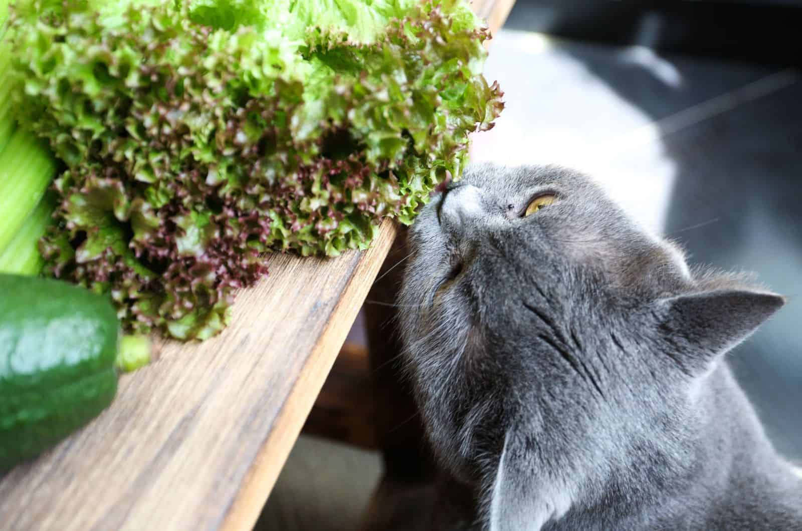 cat smelling green lettuce on the table