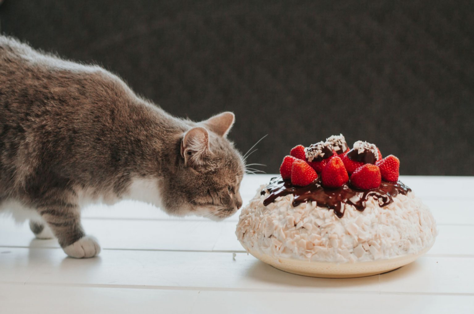 Can Cats Eat Lamb Meat Yummy Cat Menu Can Cats Eat Lamb Meat Yummy Cat Menu