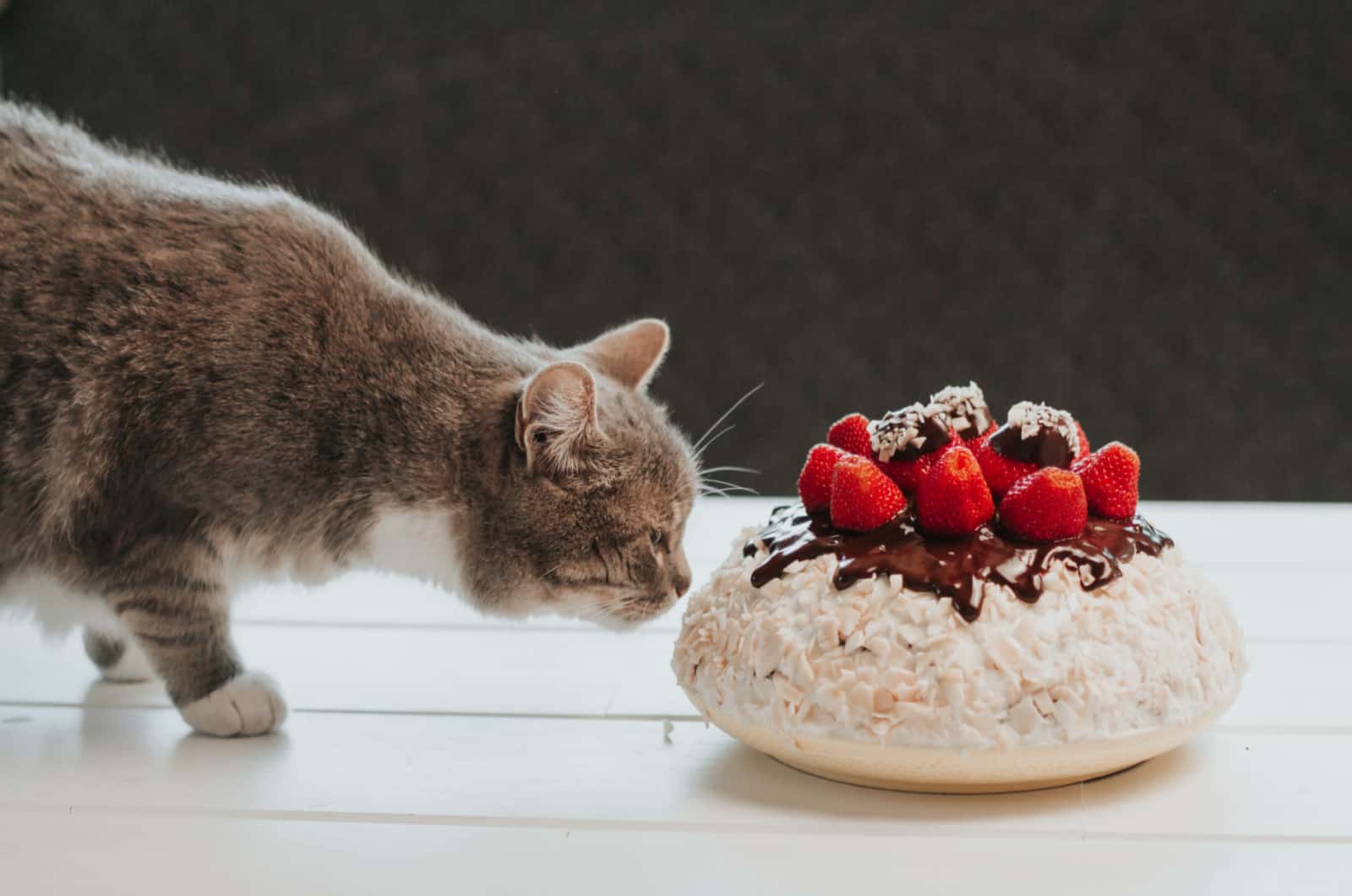 cat sniffing a cake