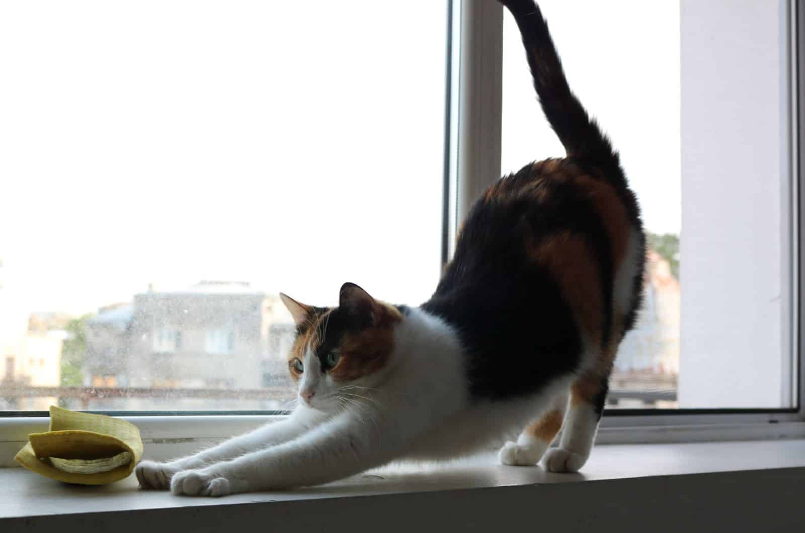 cat stretching by window