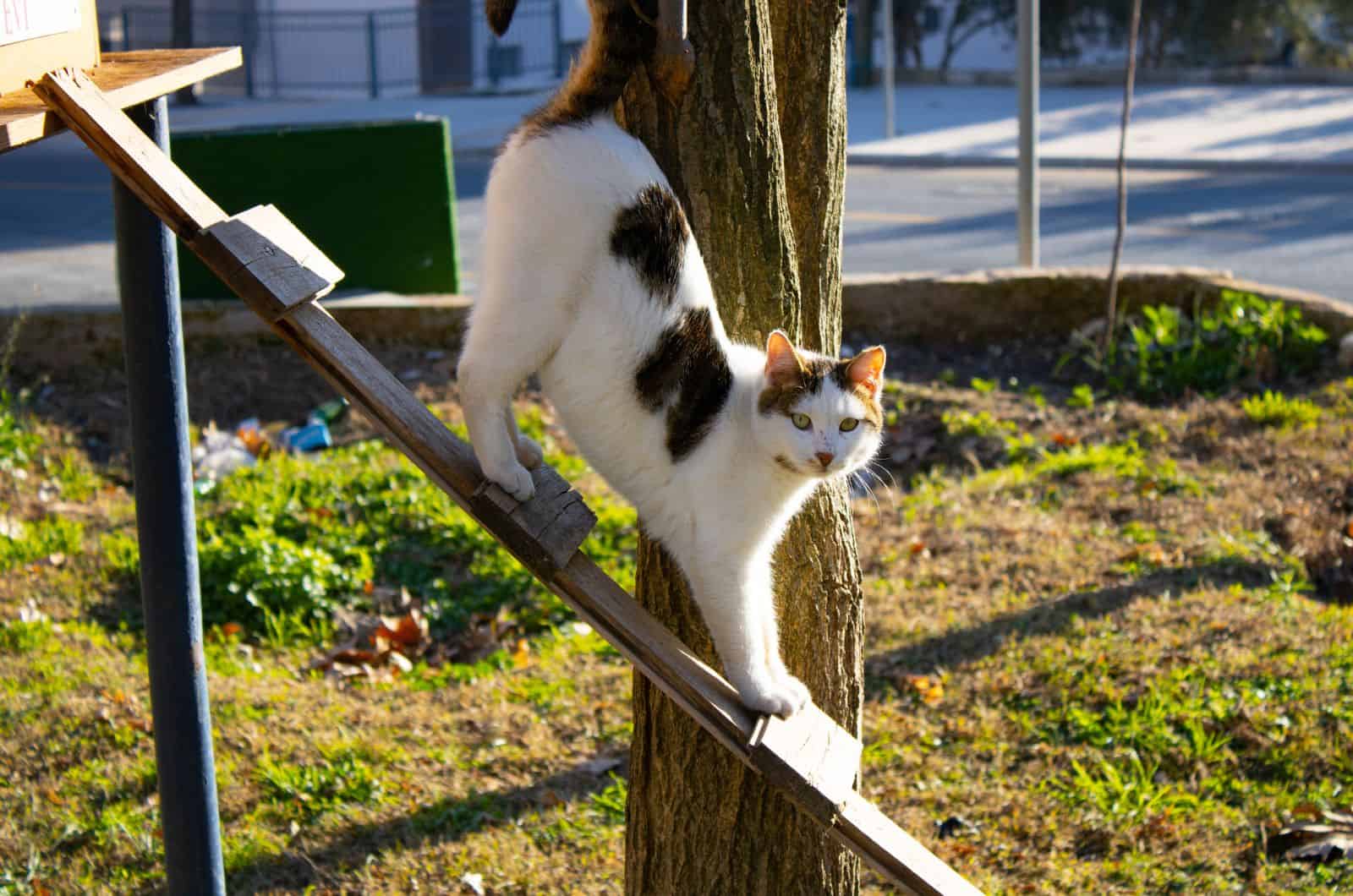 cat walking outside