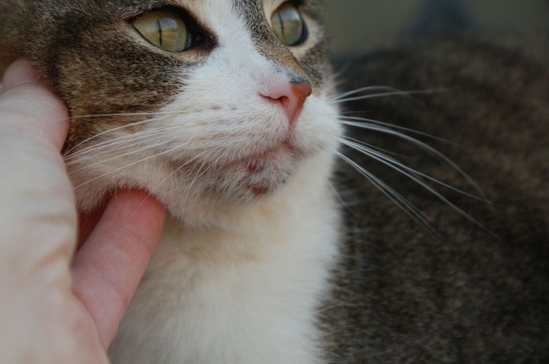 black-specks-acne-or-flea-poop-on-cat-chin-explained-below