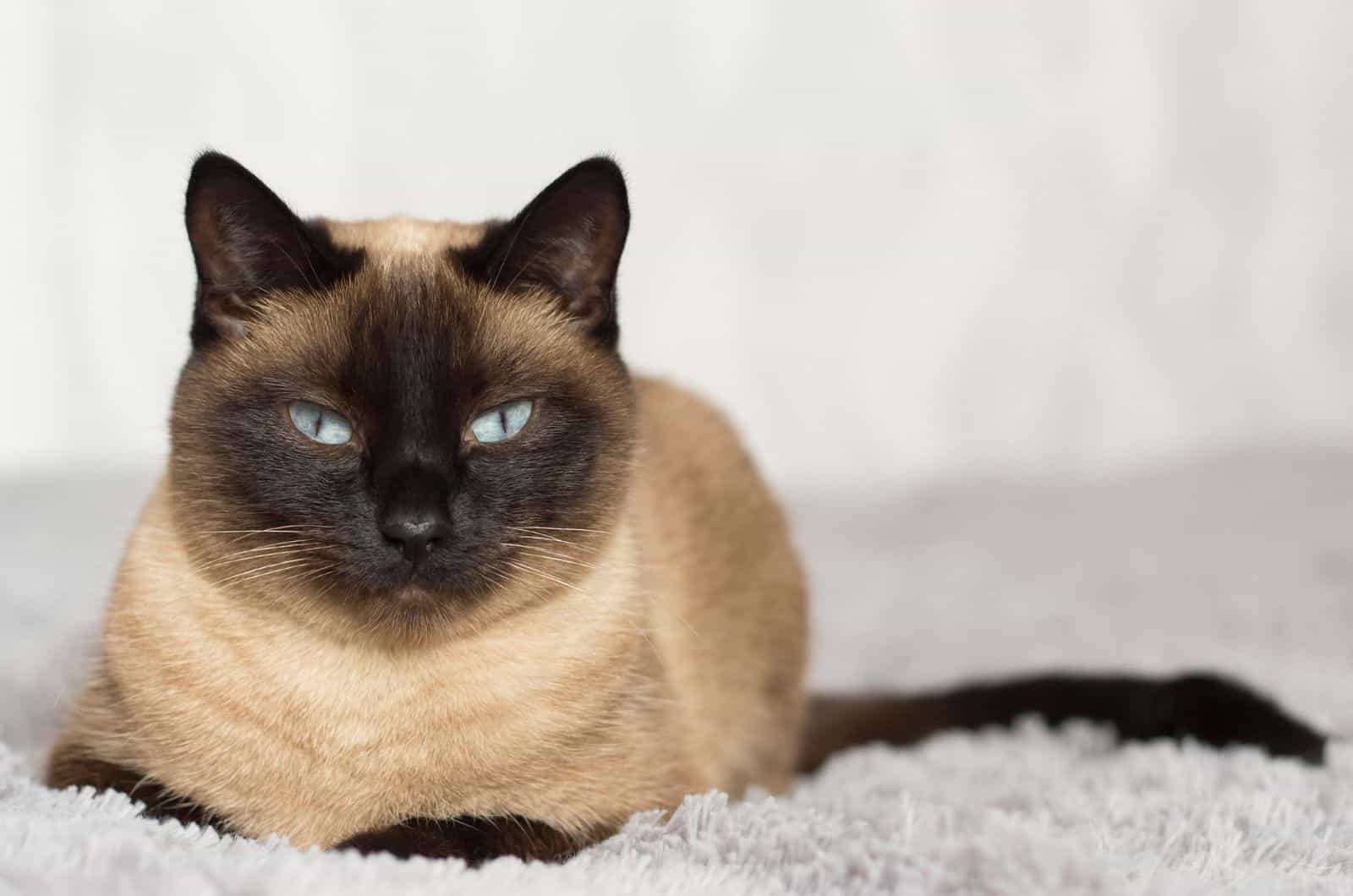 cat with blue eyes lying on the sofa