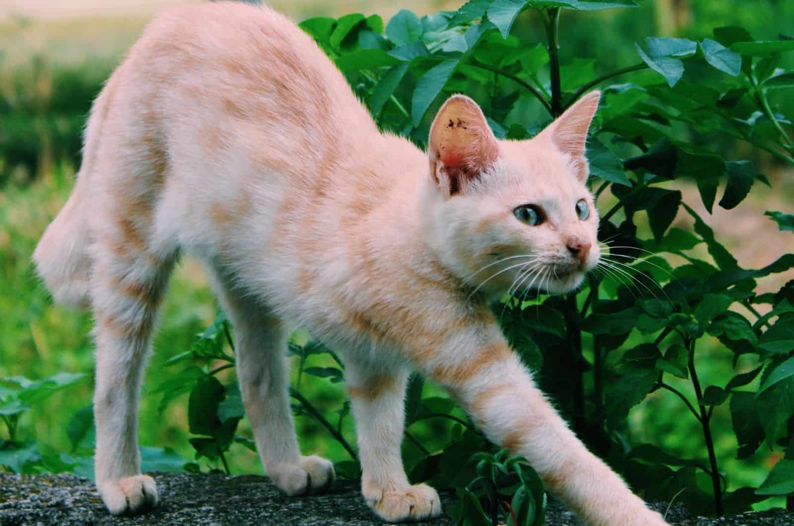 cat with butt in air walking outside