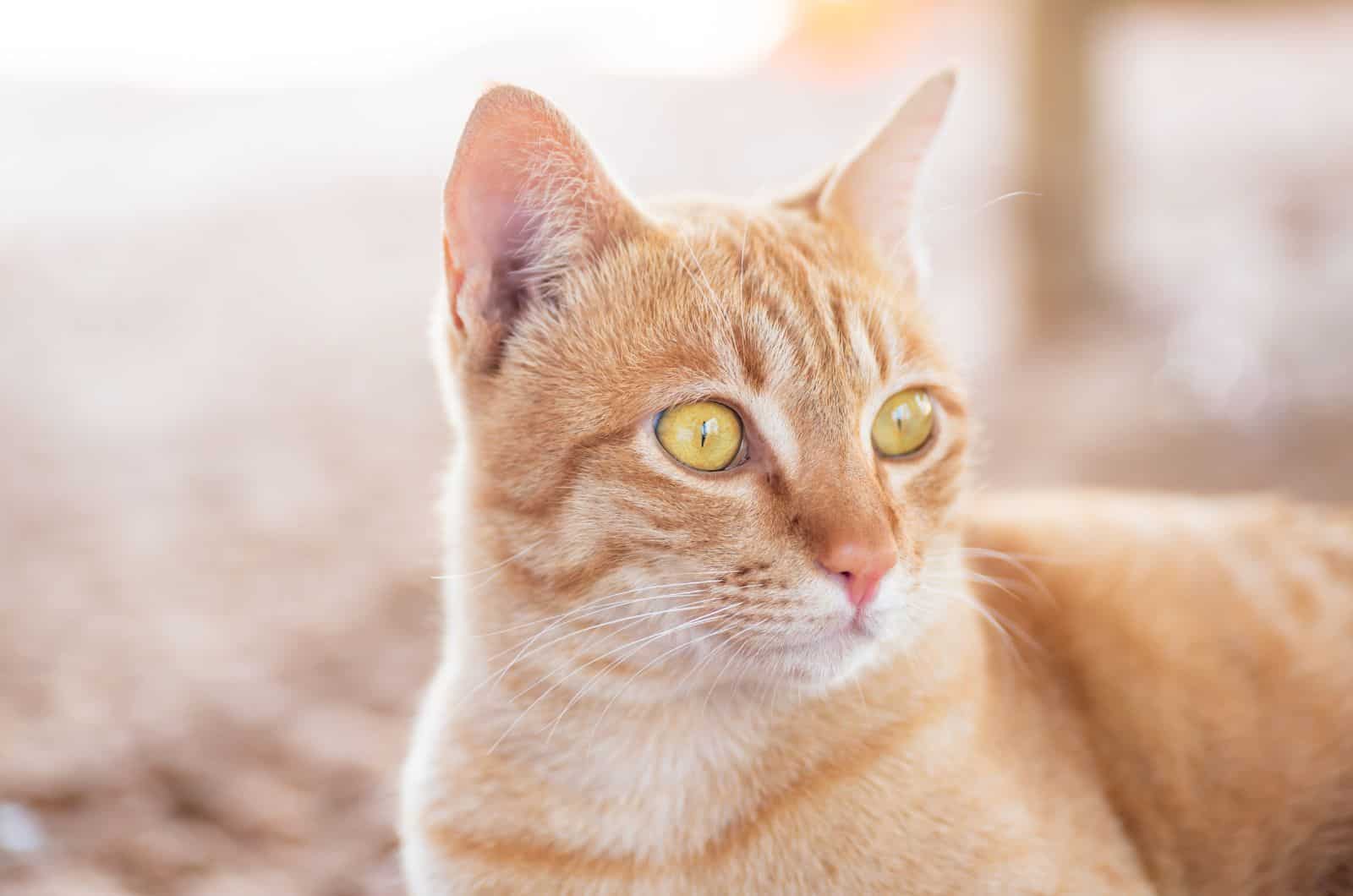 close shot of Tabby Cat