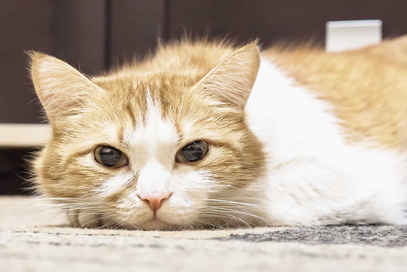 close shot of cat lying on floor