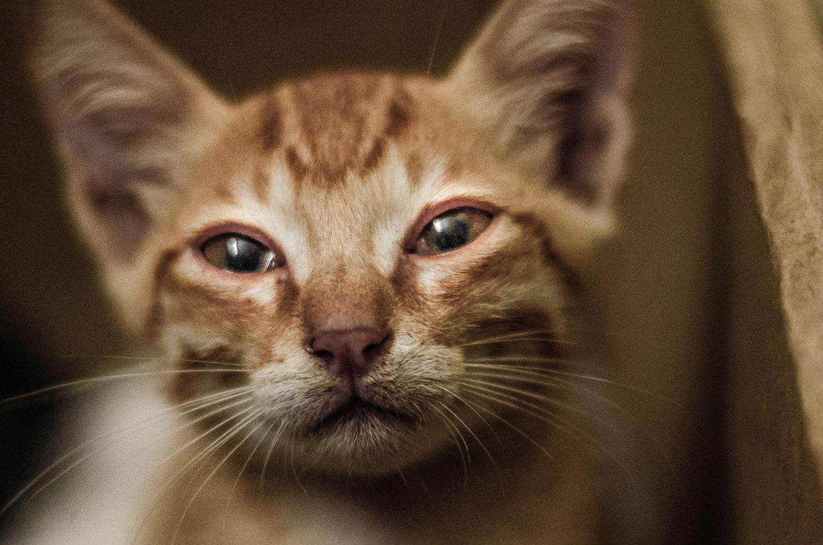 close shot of sad orange cat