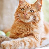 Orange Maine Coon posing for photo