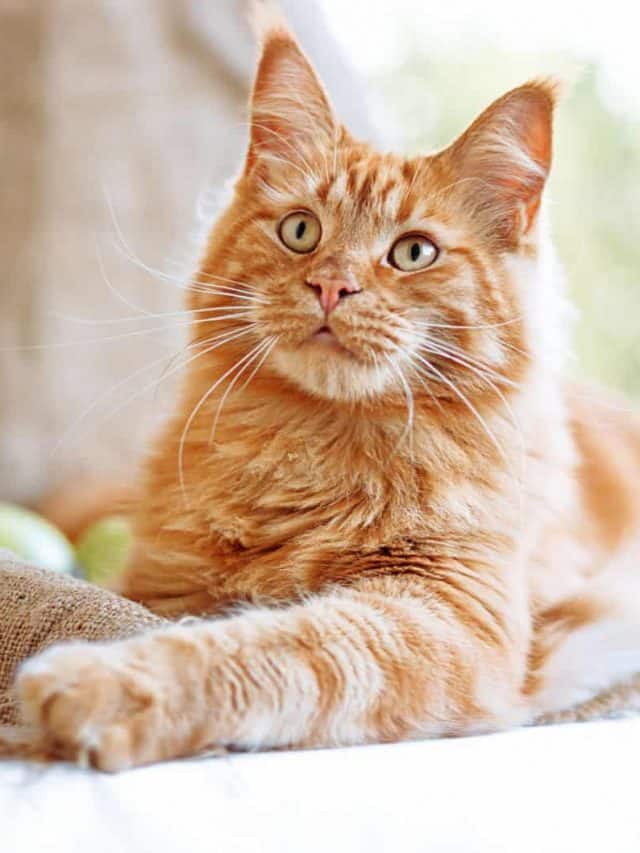 Here’s Why Your Cat’s Not Eating Much But Acting Normal!