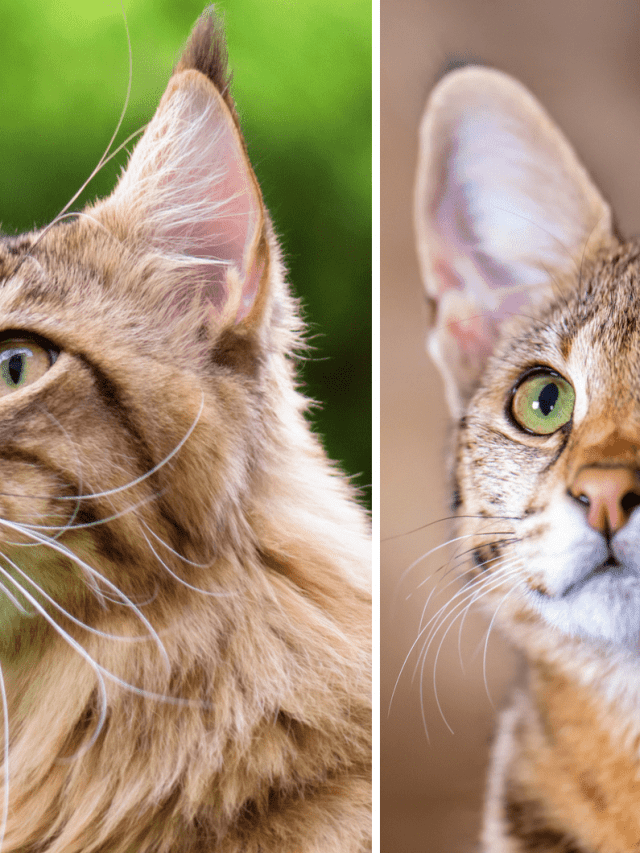 Savannah Cat Vs Serval Cat Side-By-Side Comparison