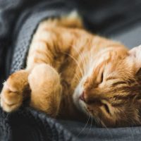 ginger cat sleeping under the blanket