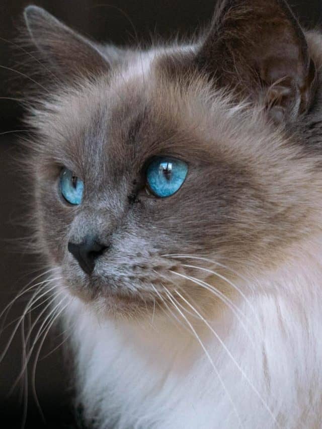 blue-eyed ragdoll cat