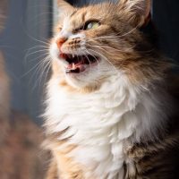 cat chuffing by the window