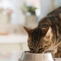 cat eating from metal bowl