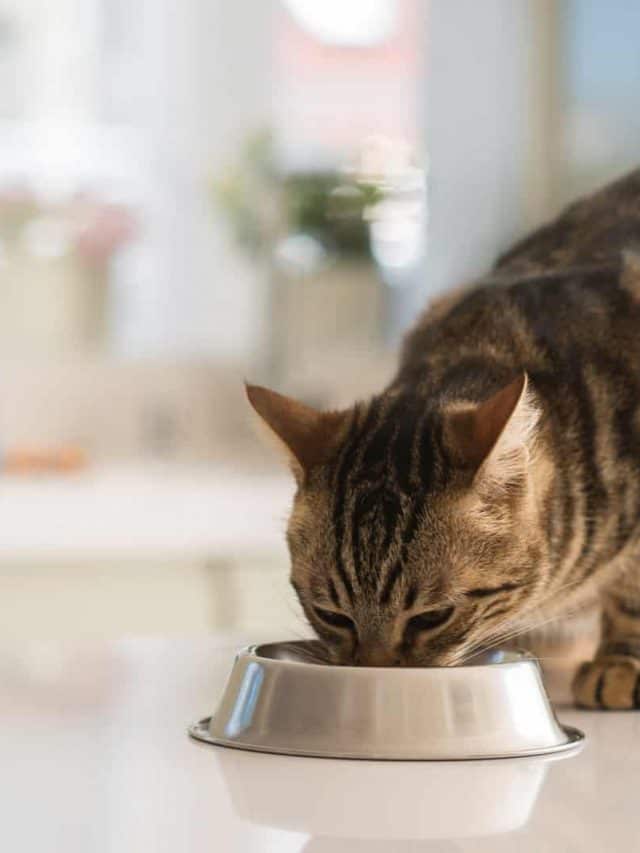 Can Cats Eat Lamb Meat? Is It Safe For Them?