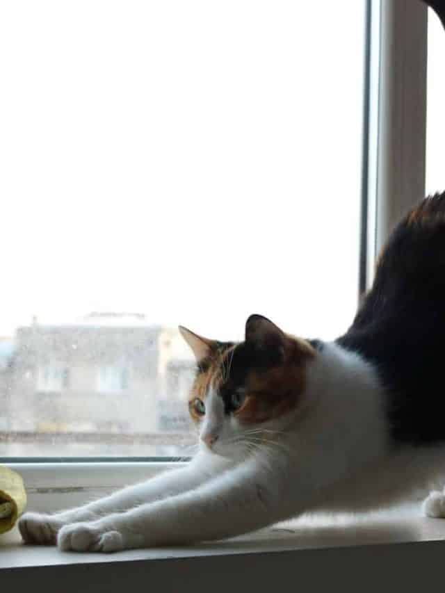 cat stretching by window