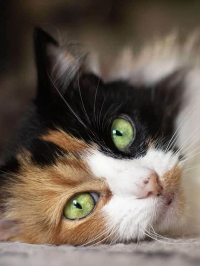 haired Calico cat with bright green eyes