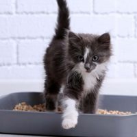 kitten using a litter box