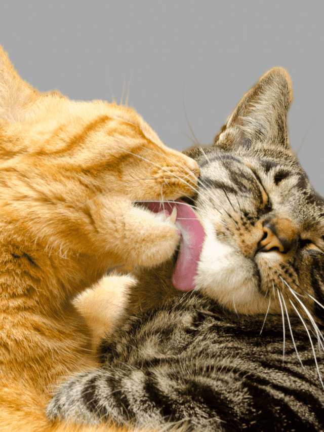 one cat licks another
