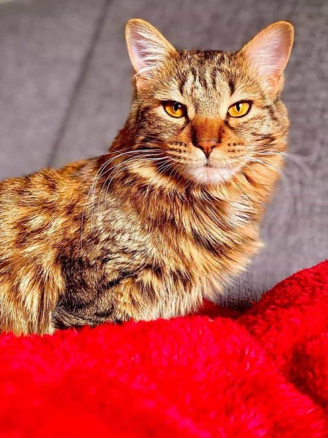 Savannah Maine Coon Mix – Can This Majestic Combo Be Real?