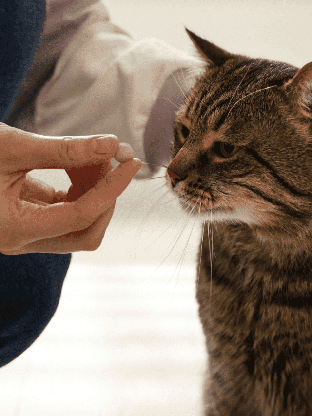 the woman gives medicine to the cat from her hand