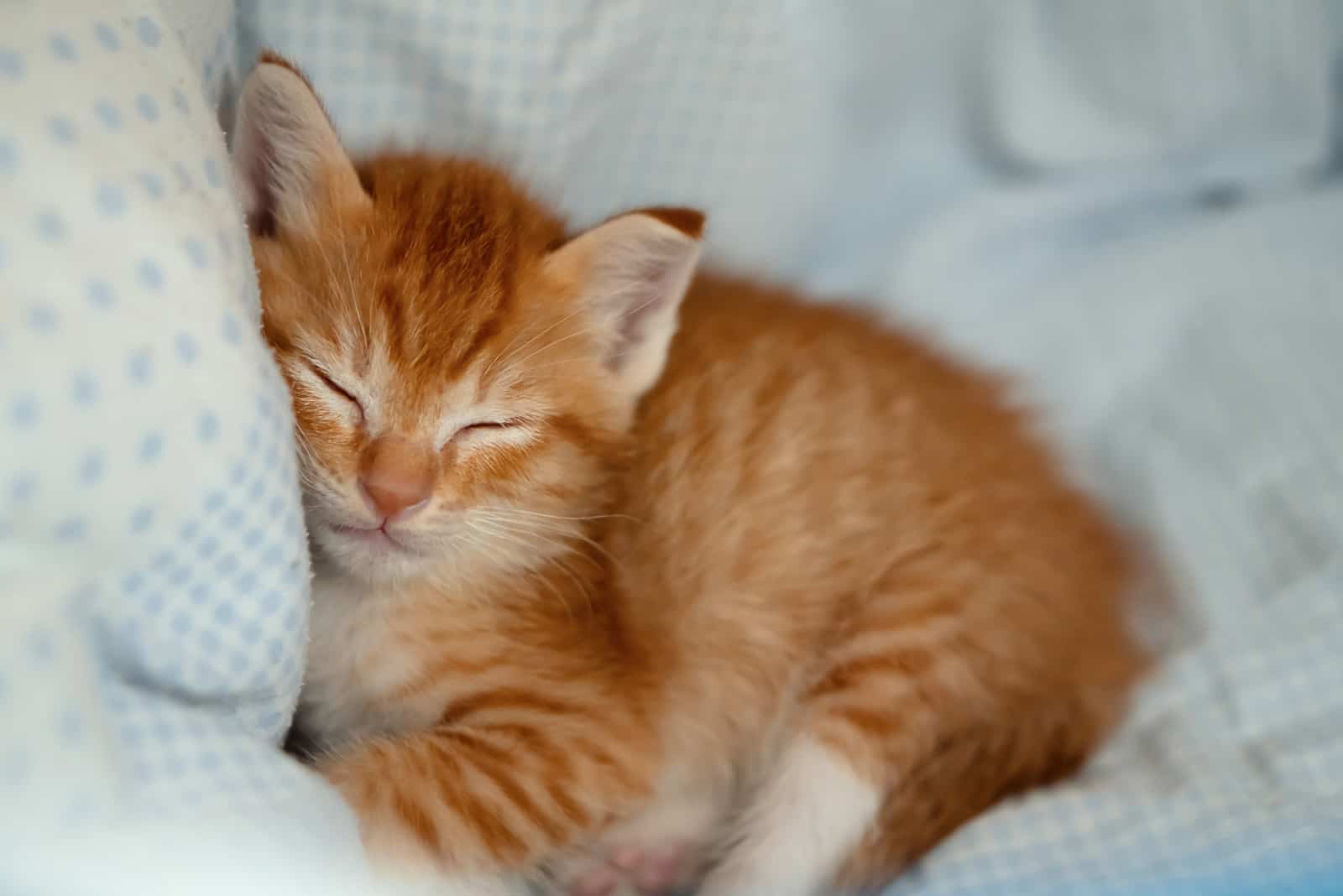 curled up orange cat sleeping on bed
