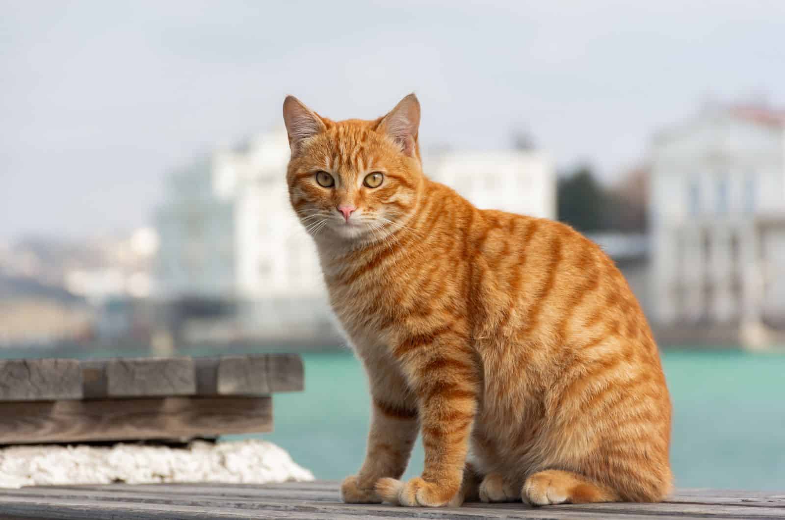 cute Tabby Cat sitting outside