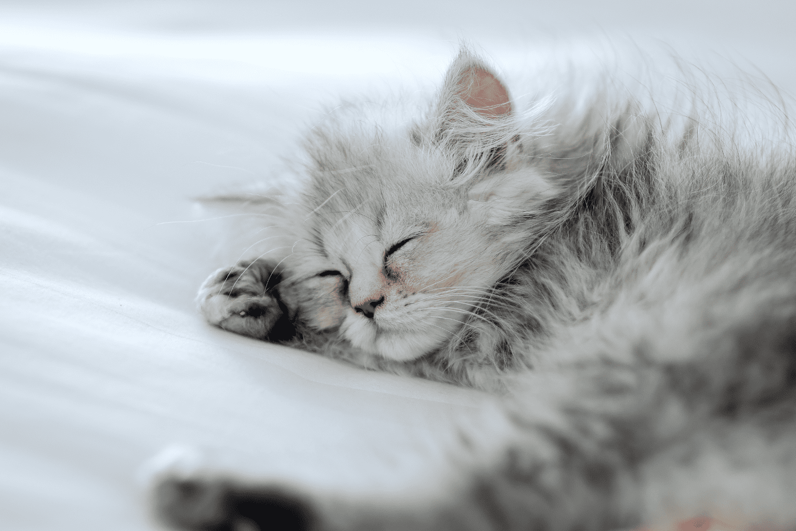 cute kitten sleeping in bed