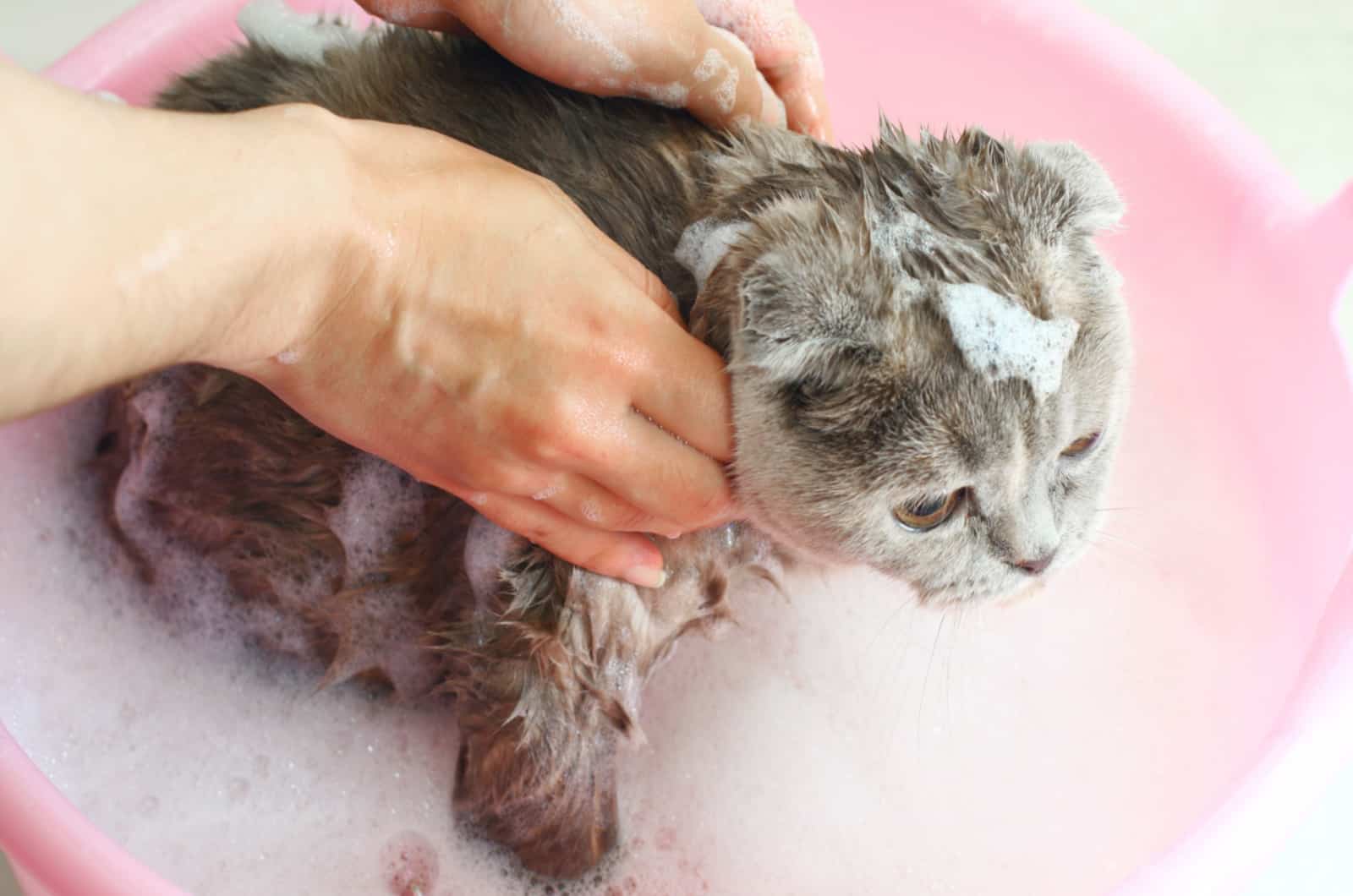 female hands washing a cat
