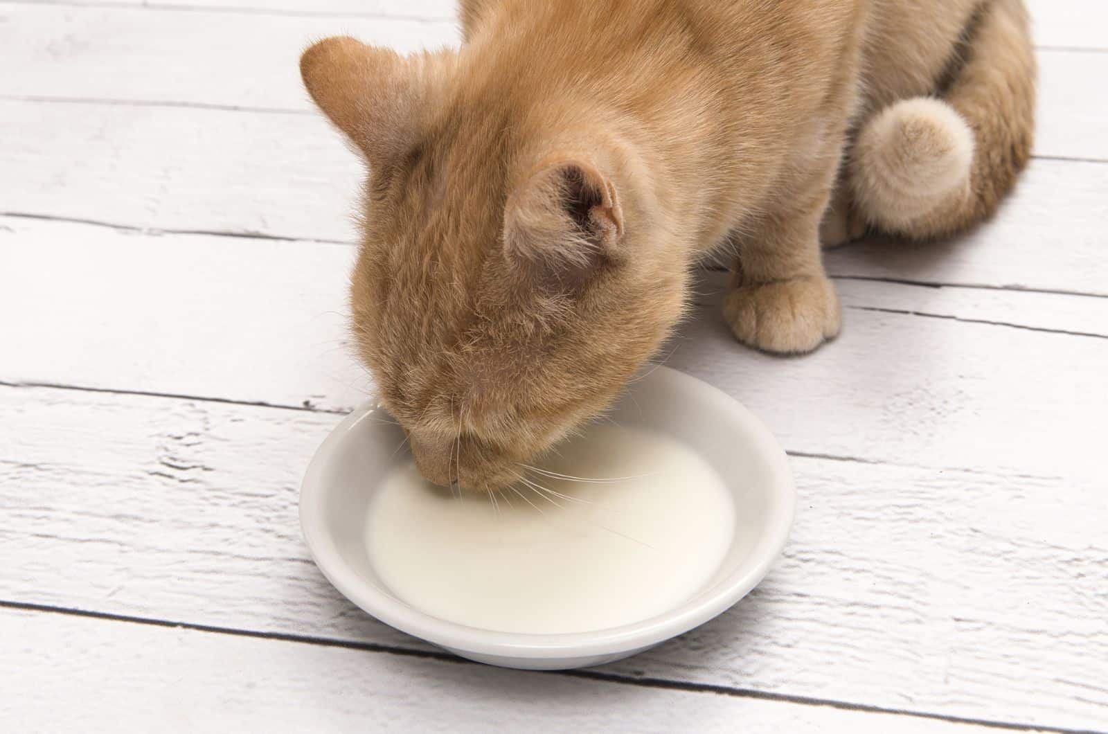 ginger cat drinking milk
