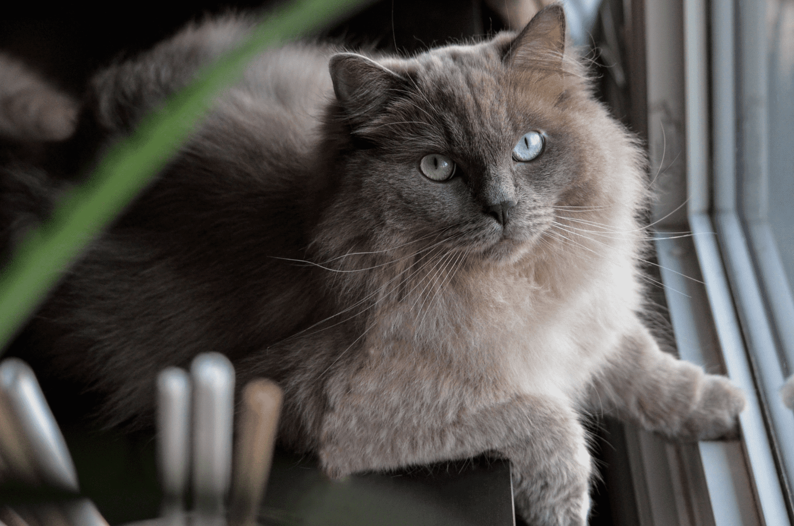 gray ragdoll cat