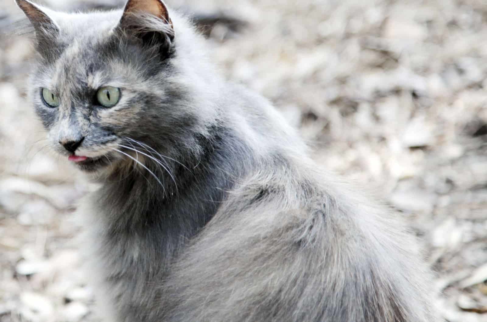 grey domestic long haired cat