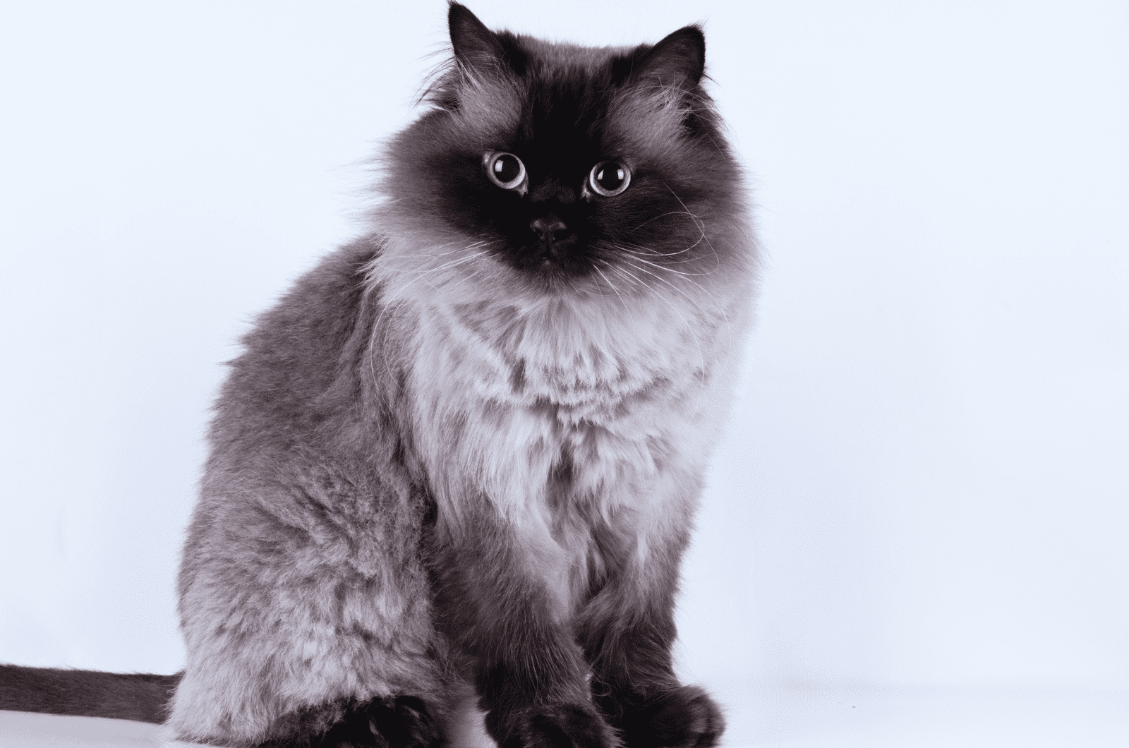 grey himalayan cat