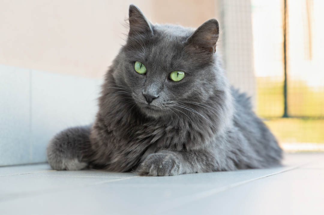 Top 18 Long Haired Cat Breeds Grey Stunners (With Pictures)