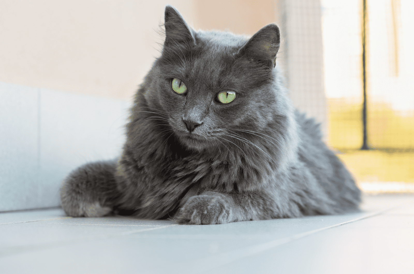 grey nebelung cat