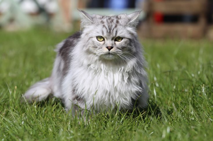 Top 18 Long Haired Cat Breeds: Grey Stunners (With Pictures)