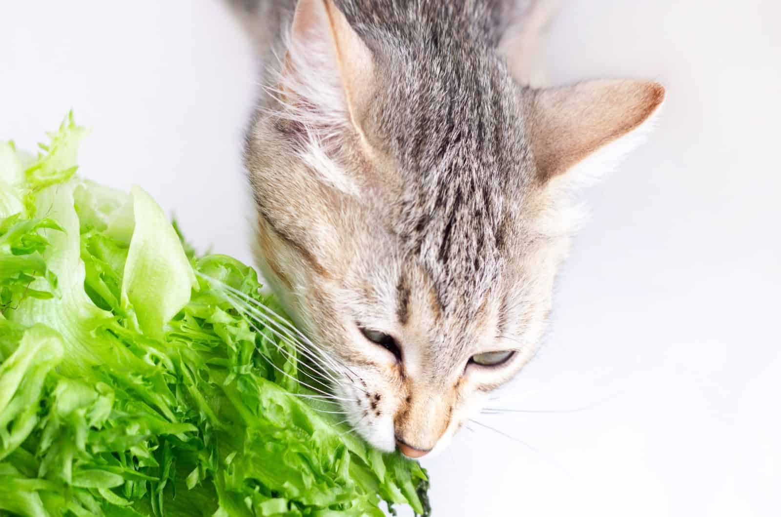 grey tabby the vegetarian kitten eats green lettuce