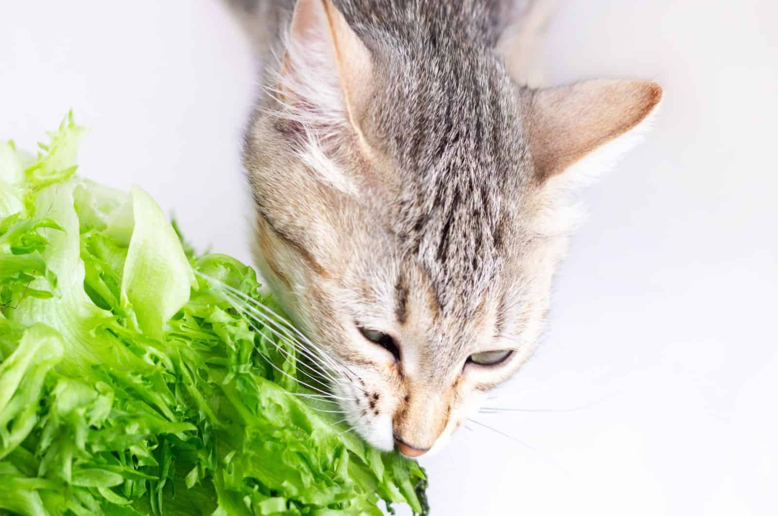 Can kittens shop eat lettuce