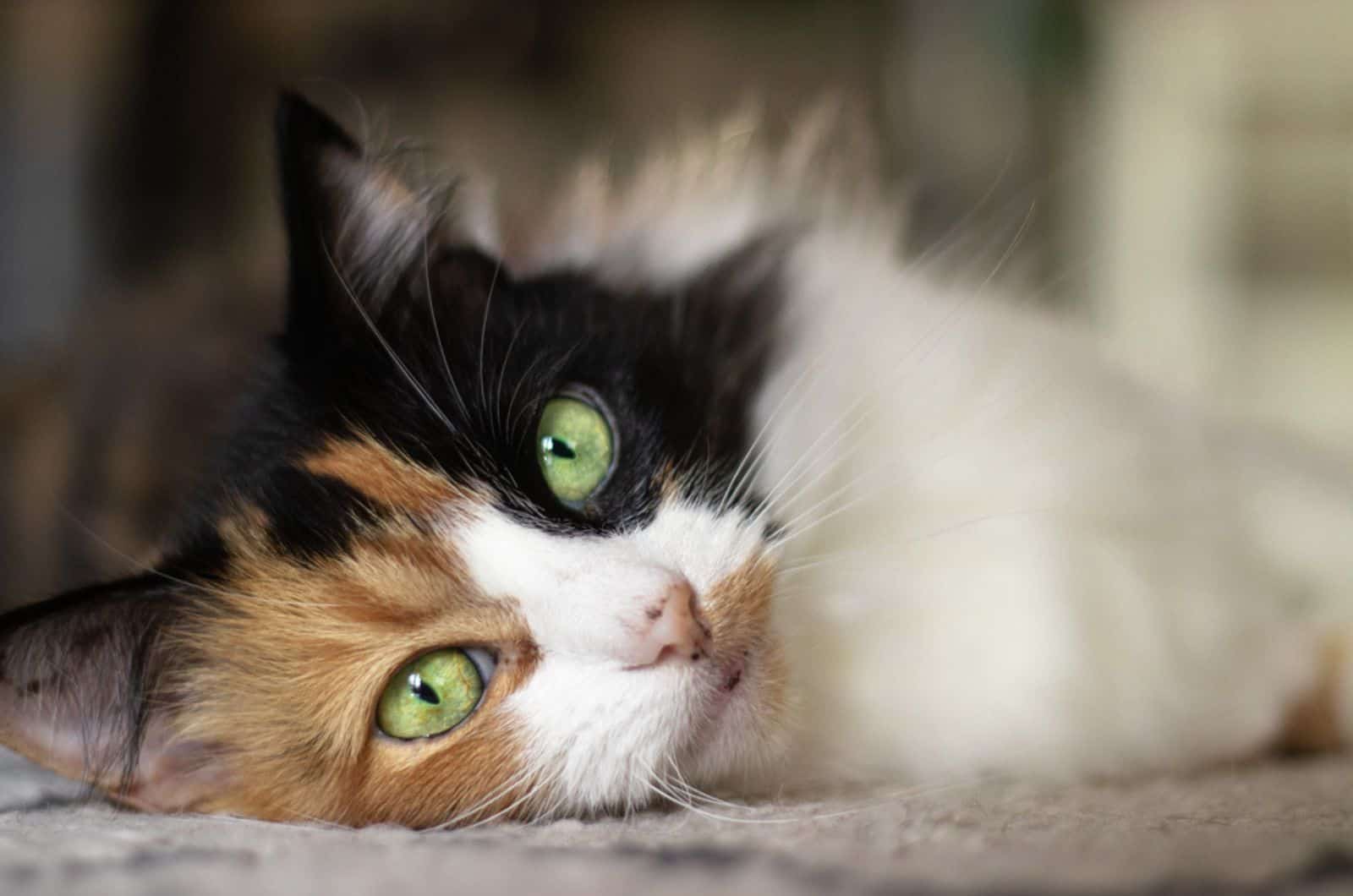  haired Calico cat with bright green eyes