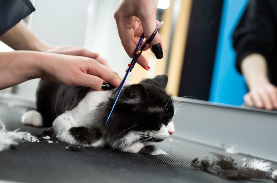 Does Cat Hair Grow Back? When It Does & When It Doesn’t