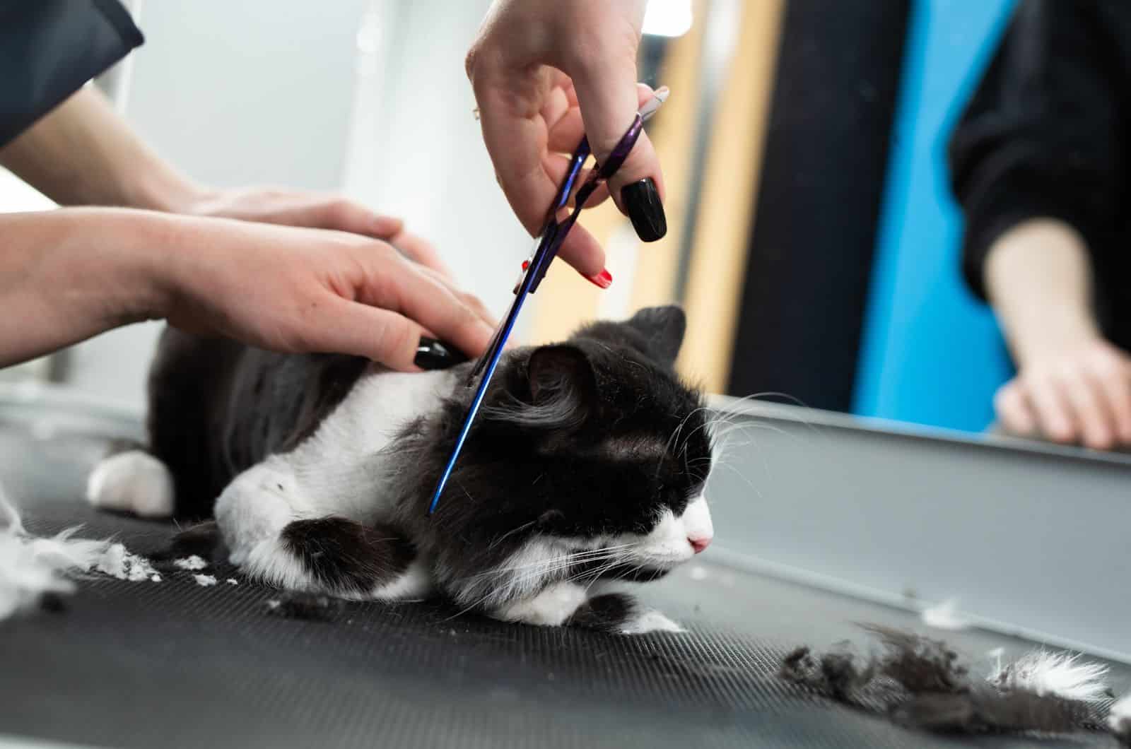 hands shaving cat