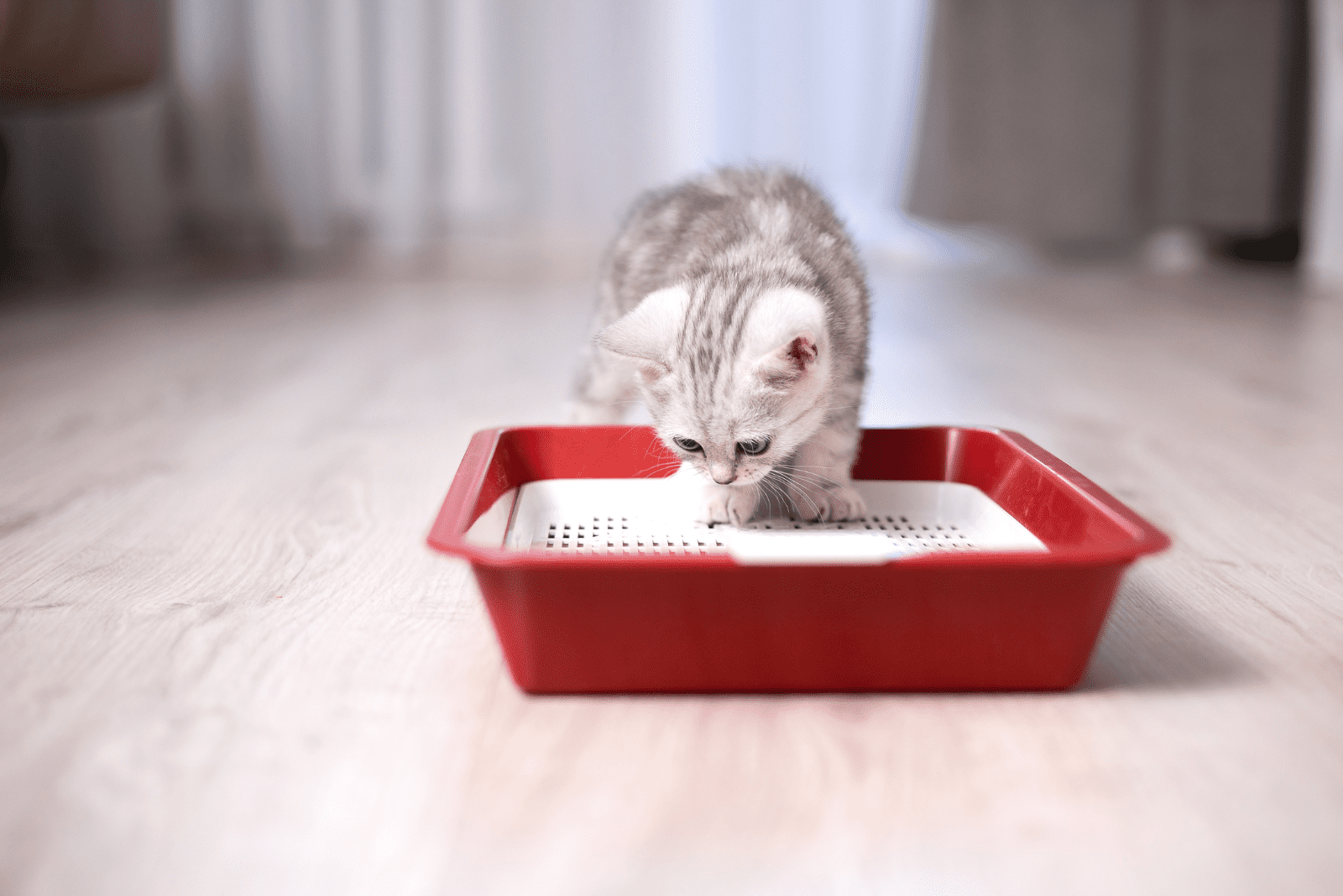 kitten in a sand bowl