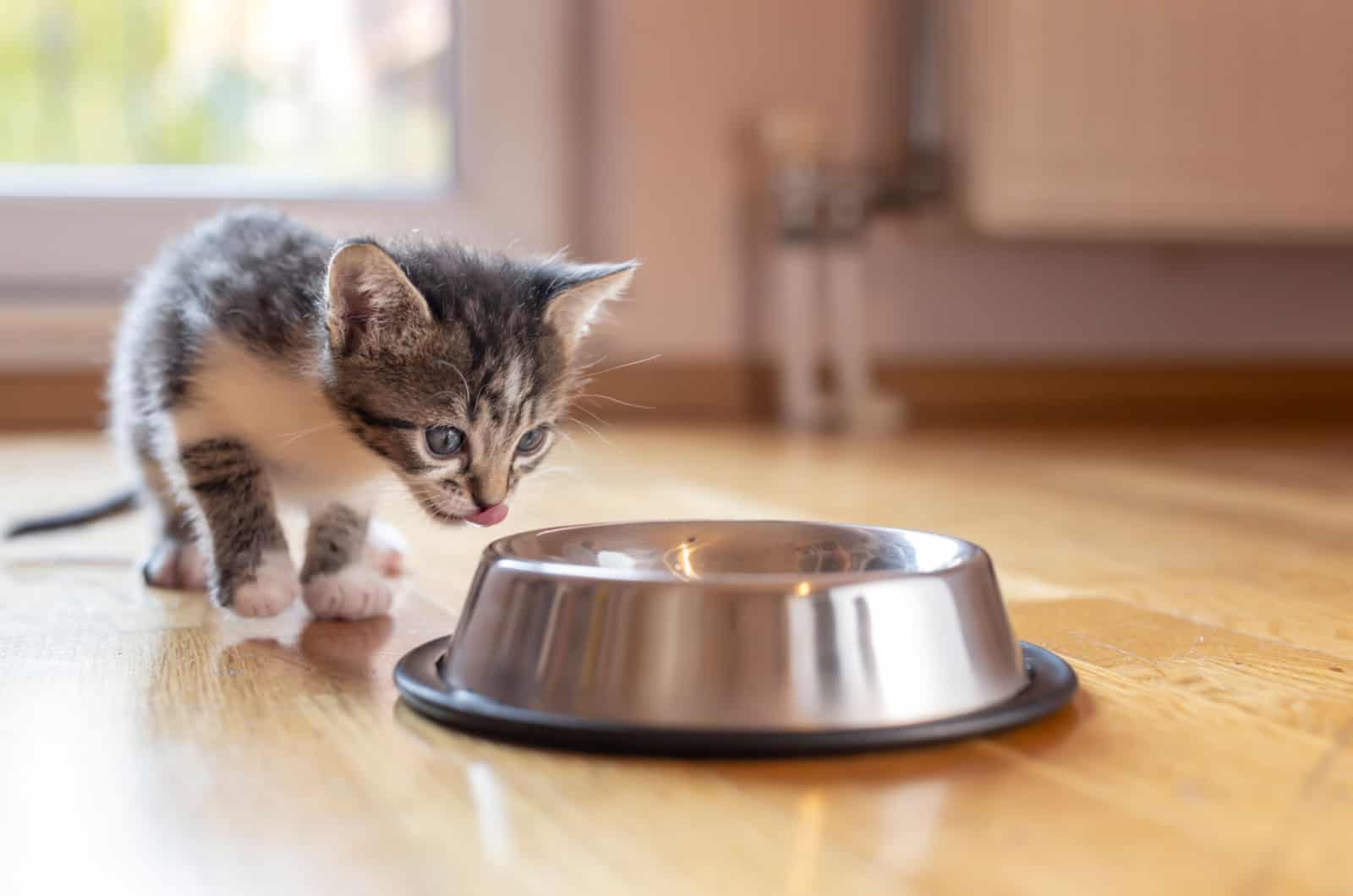 kitten in front of an empty bowl of food