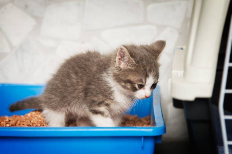 Why Is My Cat Pooping On Floor Randomly? Reasons & Solutions